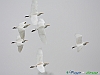 Uccelli ciconiiformi 34 - Airone guardabuoi.jpg